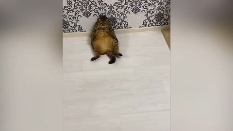 funny Cat's