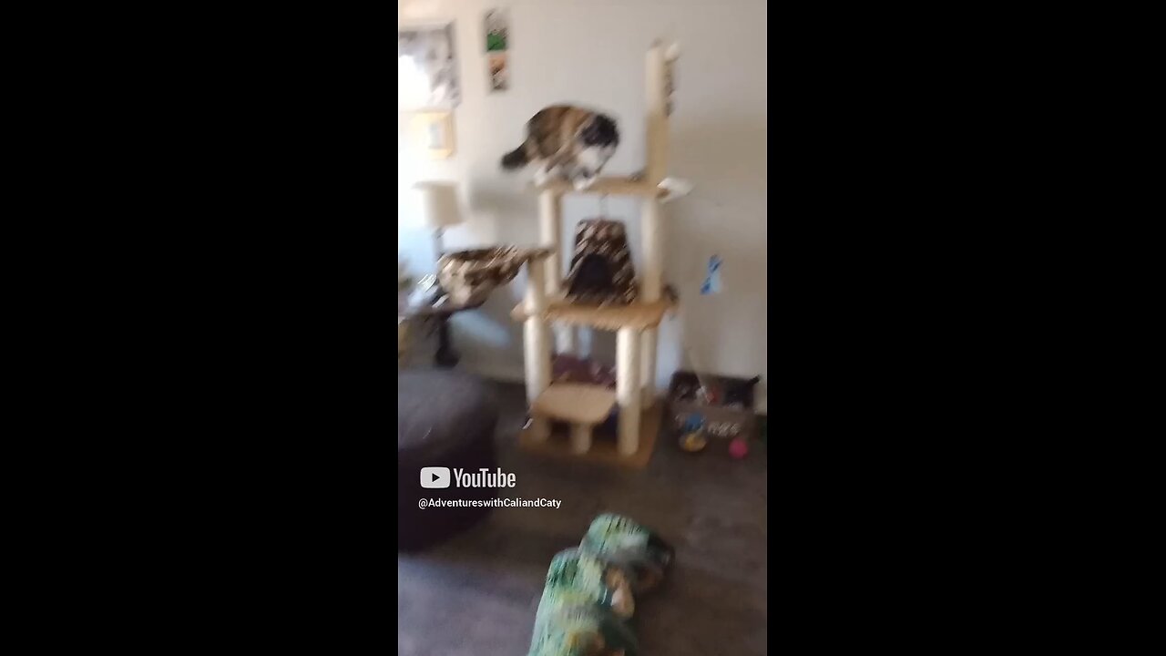 Cali playing