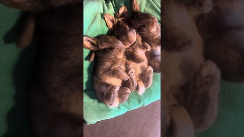 The man found the abandoned nest of rabbits and raised them himself