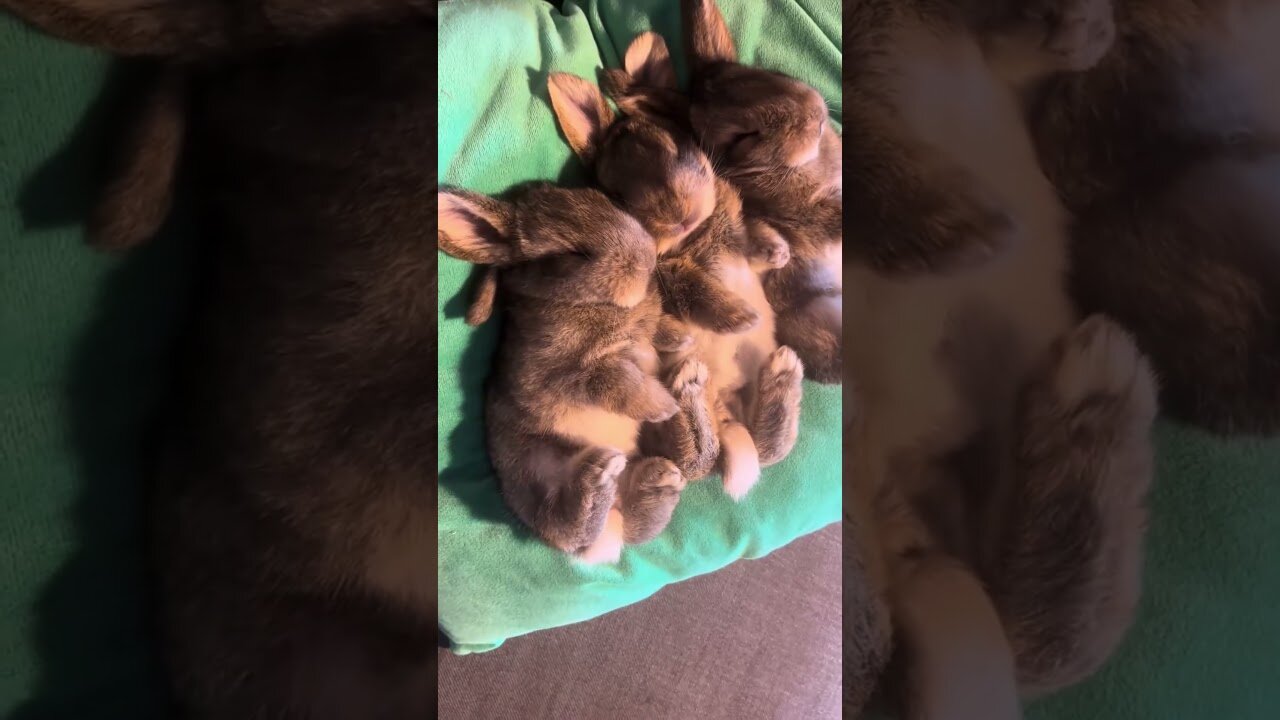 The man found the abandoned nest of rabbits and raised them himself