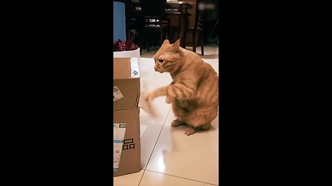 Cute cat's beautiful funny moment 😍