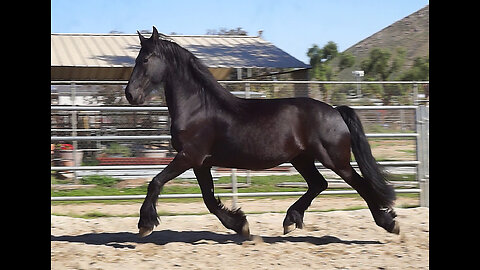 Hyacinth CK (Born - June 3, 2018) Turnout in the Arena