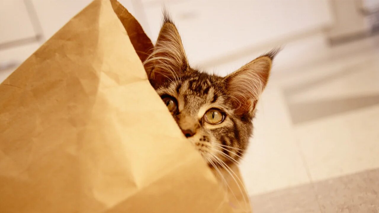 Cat's Out of the Bag