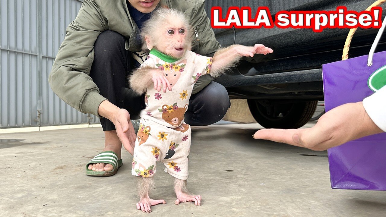 Lala Monkey is Surprised When Dad Quan Visits After Many Days of Separation !