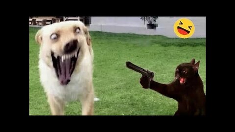 Funny Dogs And Cats Videos 2024 😅- Best Funnies Animal Videos #1