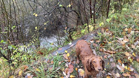 13/11/25 12mile trail run with willow