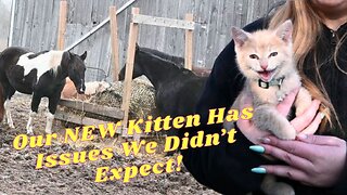 Our NEW Baby KITTEN Has PROBLEMS!