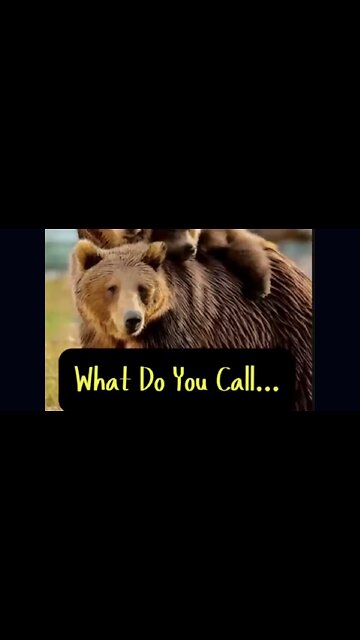 Whatcha Call The Bears?! 😂 #ASL #reaction #comedy