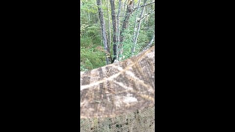 a doe sneaking through the woods