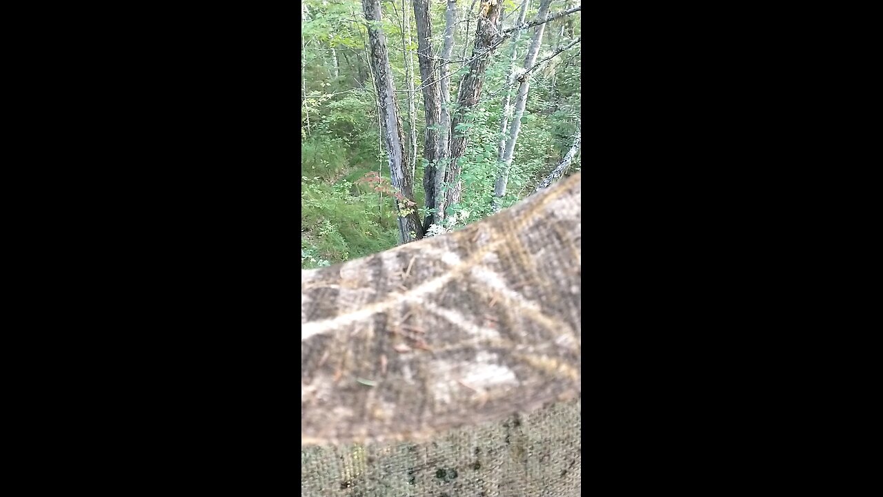 a doe sneaking through the woods