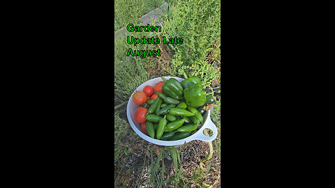 Garden Update Late August 27, 2025