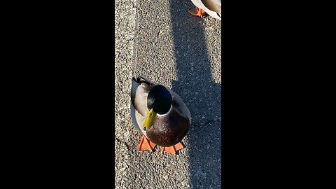 Mallard Ducks 🦆 #mallardducks #mallardduck #followme #trending #viral