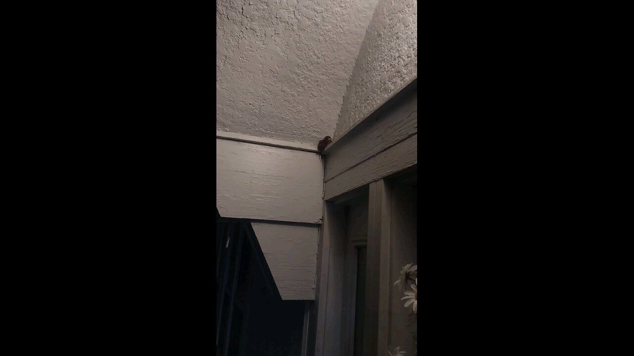 baby bird hangs out in front of the house