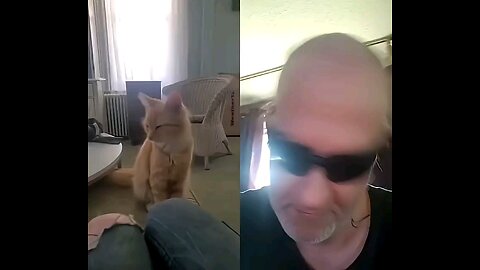 If You Laugh, You're Going Straight to Hell Adorable Wobbly Shakey Kitty Cat SUPER CUTE Love