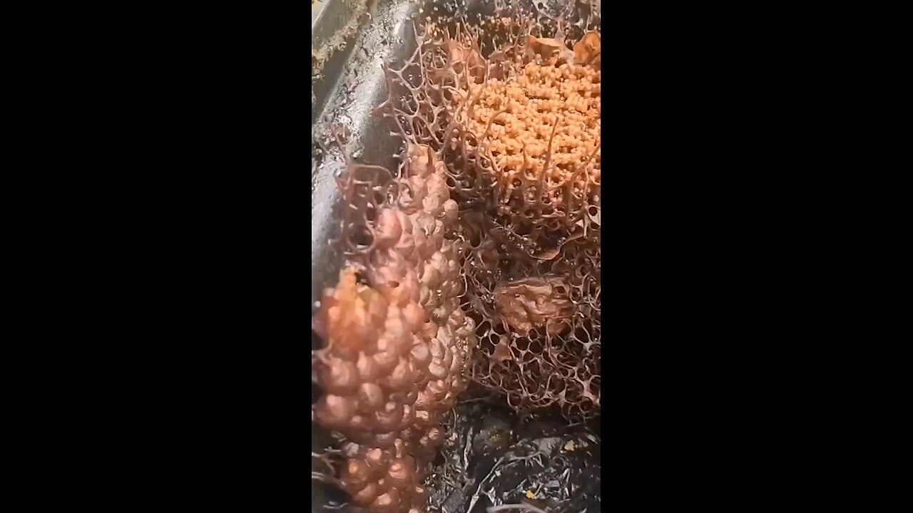 Vulture Bees