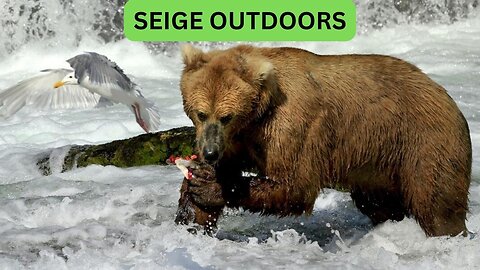 Katmai National Park Bear Feeding Live Stream!