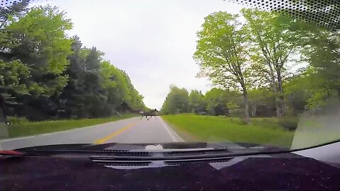 Moose Crossing