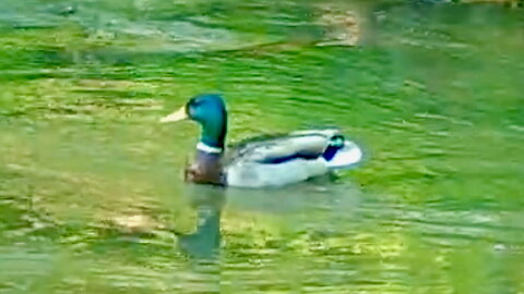 Mallard Stopping in a Stream