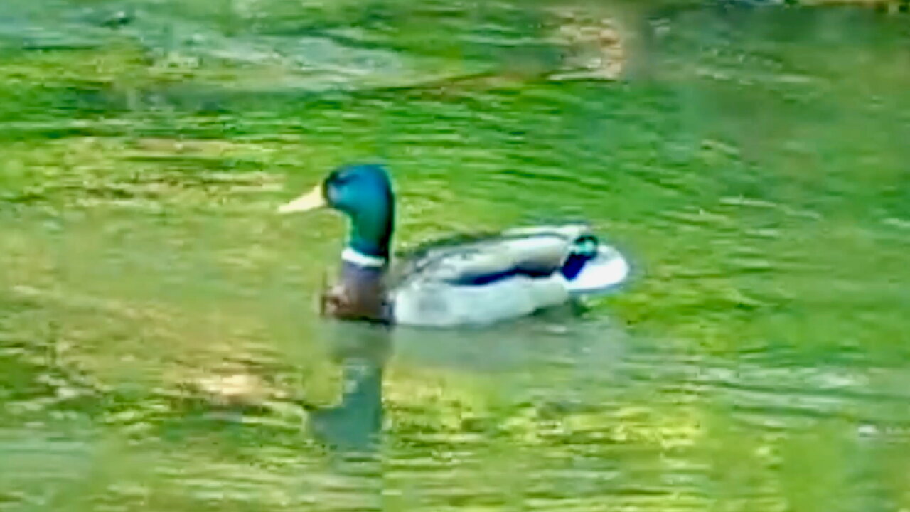 Mallard Stopping in a Stream