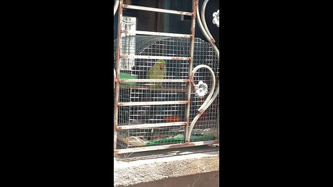 Hi 🦜
