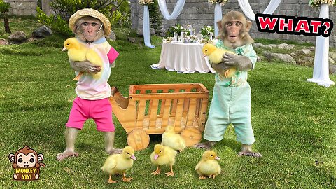 YiYi can't Believe the Real Reason YinYin bought the ducklings for her