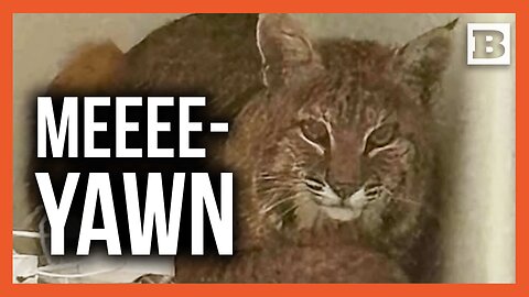 Police Try to Use Laser Pointer to Lure Out Bobcat Found in Homeowner's Living Room