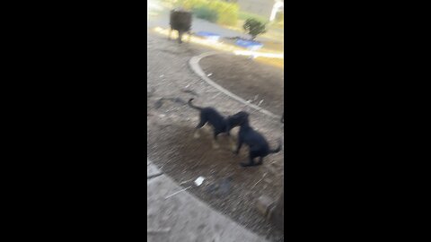 Is this normal? Pups battle? 8/5/25