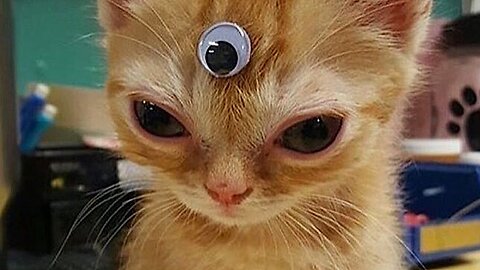 Hilarious Cats & Dogs Moments 2025 😹🐕 You Laugh You Lose