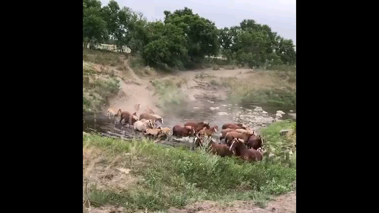 Funny video 🤣