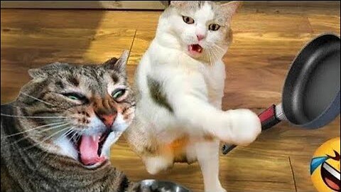 Funny Animals Dancing Compilation With the Best Acts