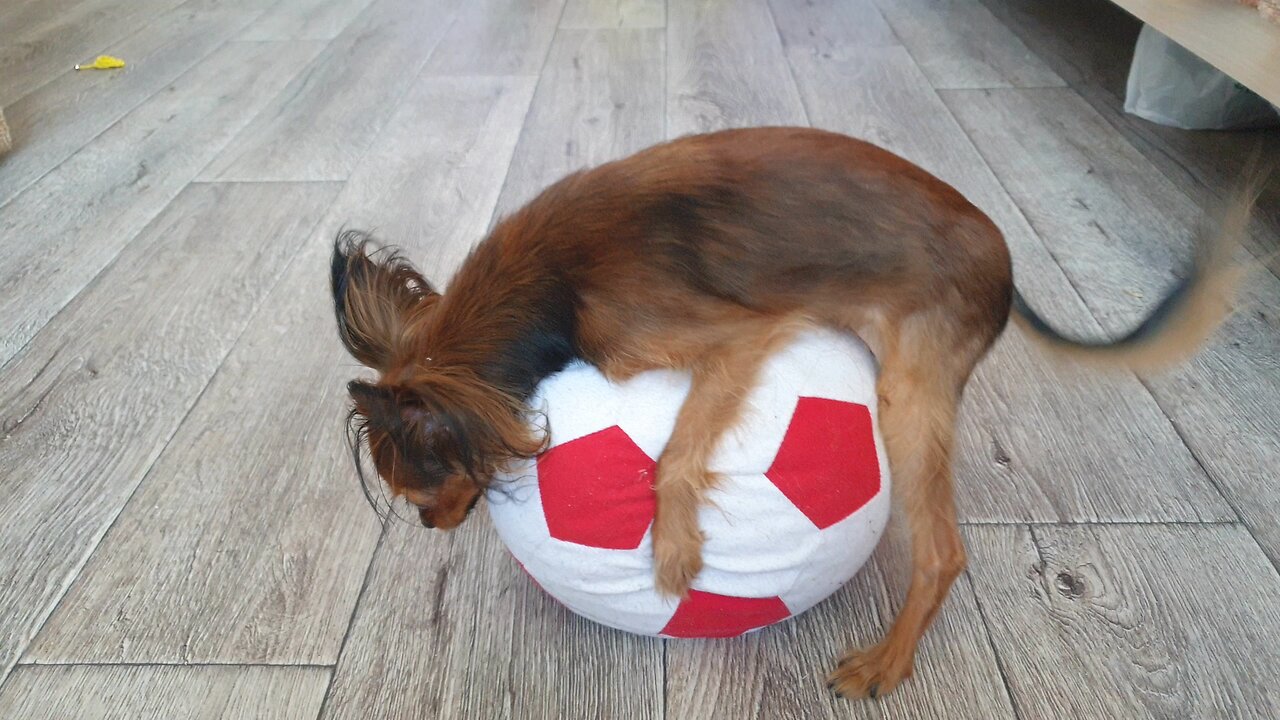 The dog gets to my BALLS before I get to them