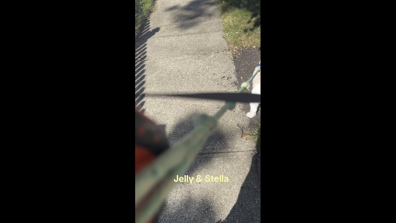 Jelly and Stella