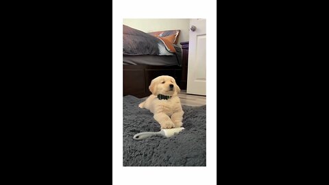 Boy’s got the moves 😂🕺🏼 #goldenretrieverpuppy #dogsoftiktok #puppytiktok #funny #drake