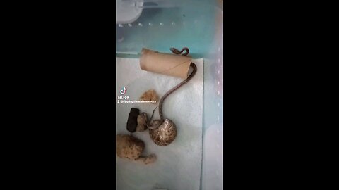 pt 3 third clutch of 2025
