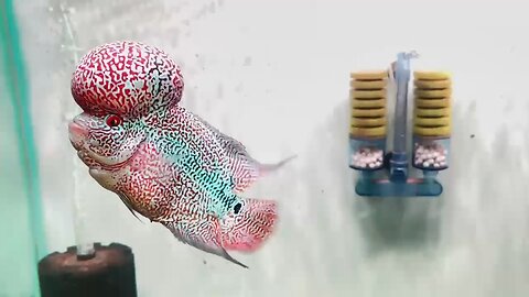 flowerhorn