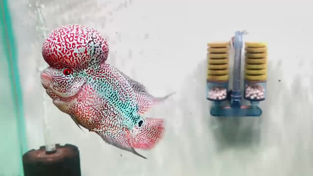 flowerhorn