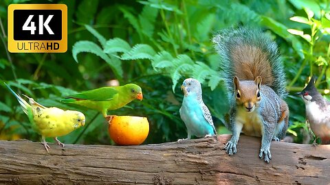 Cat TV for Cats to Watch 😺❤ Eye-catching Birds and Red Squirrels 🐿