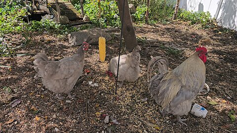 chickens eating