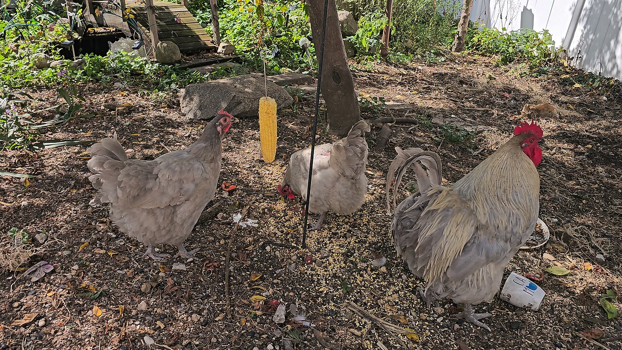 chickens eating