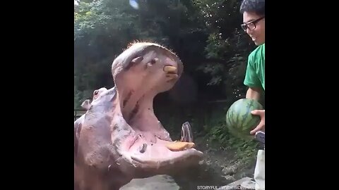 Funny Animals