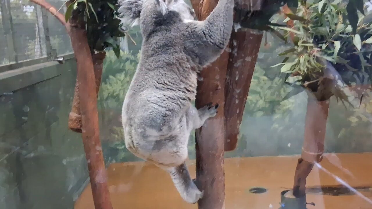 The most active koala 🐨 caught on Camera 📷 😳