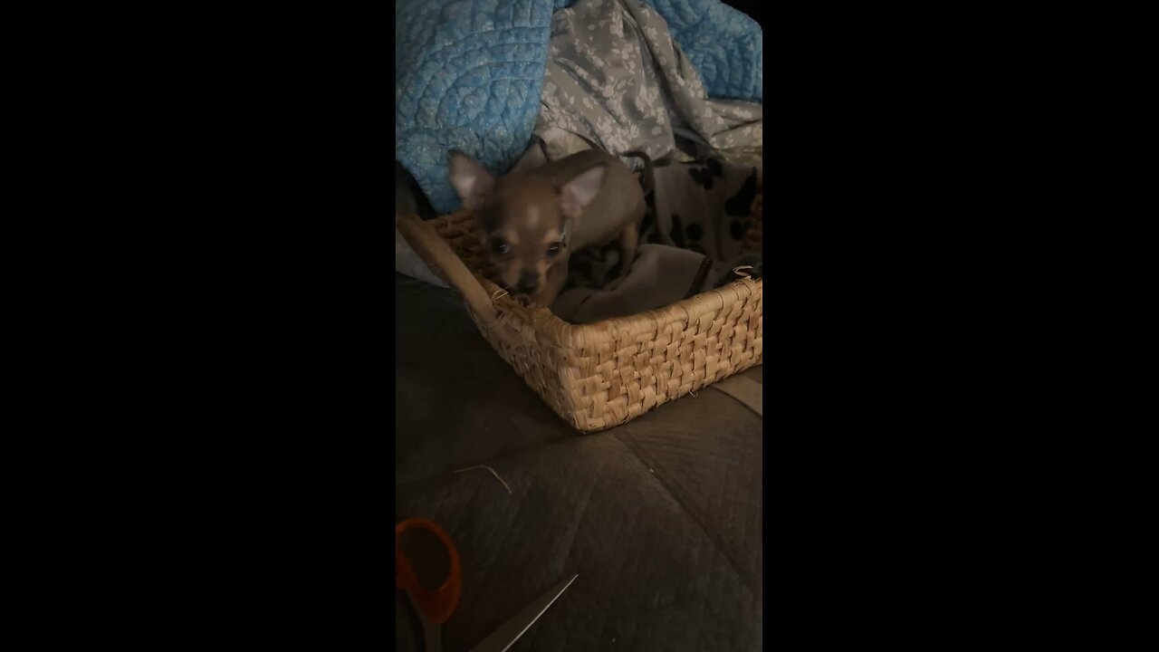 Three that basket out and got him some chew toys