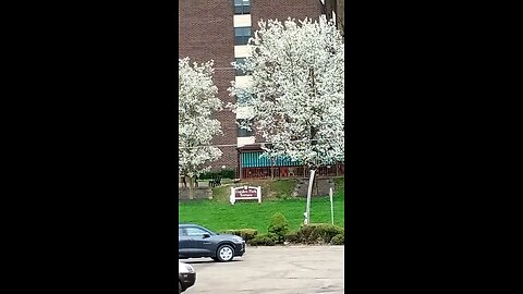 Trees are blooming