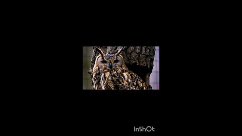 enjoy owl.