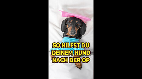 So hilfst du deinem Hund nach der OP