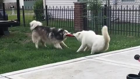 😂🎶 Why’re They So On Beat? 🤪 | FunFM