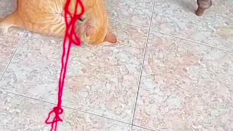 3 Cats Play With Yarn—One Thinks It’s FOOD and Goes Crazy! 😂🍝