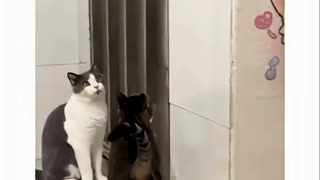 Watching 'Soft Paw' in Action Left Other Cat in Disbelief
