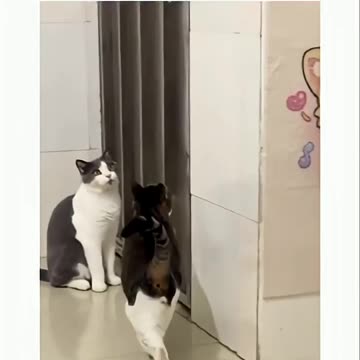 Watching 'Soft Paw' in Action Left Other Cat in Disbelief