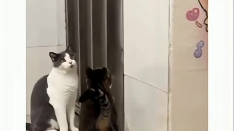 Watching 'Soft Paw' in Action Left Other Cat in Disbelief